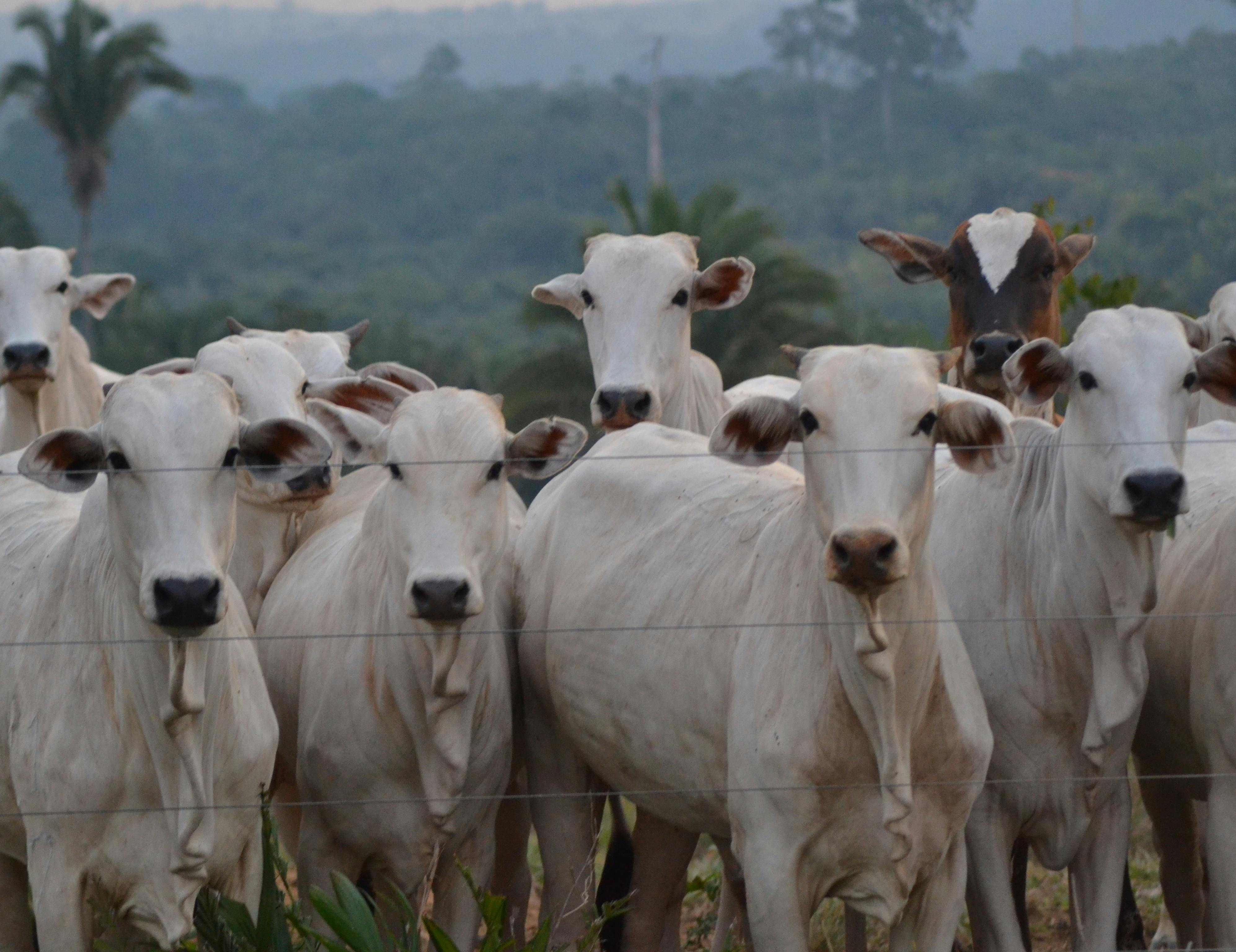Lala Livestock 3